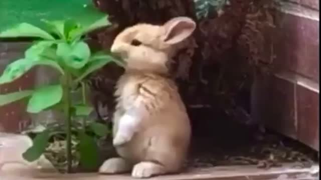 Cute rabbit eating