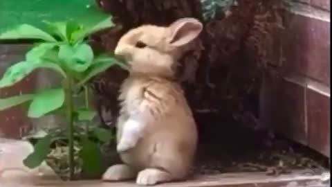 Cute rabbit eating