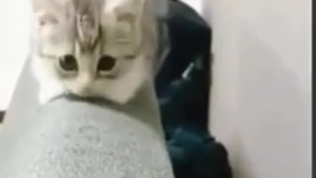 Funny cute cat video