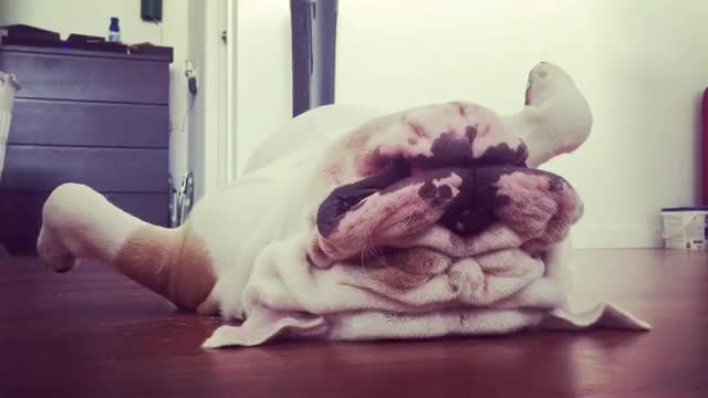 ¡No vas a creer como duerme este bulldog!