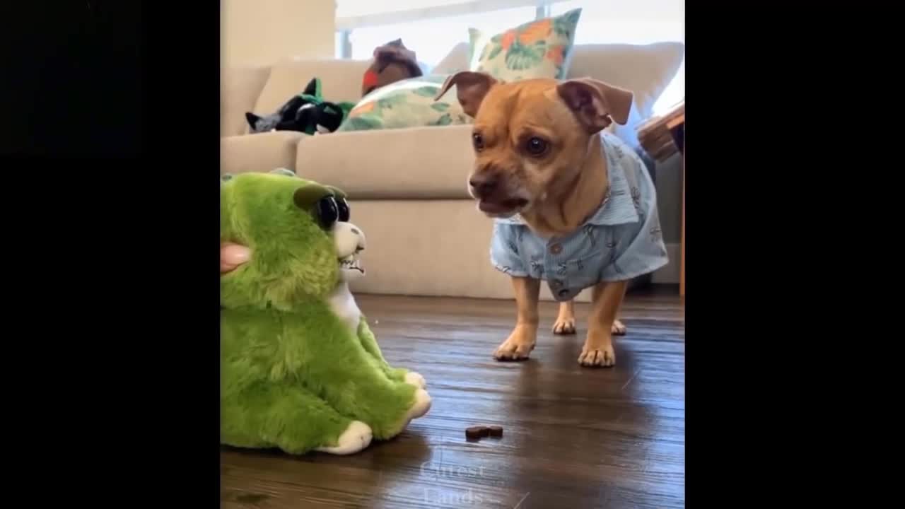 The dog challenges the monkey to eat cookies