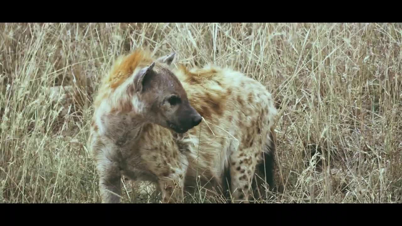 Wildlife in African Savanna _ Cinematic Video 4k.mp4