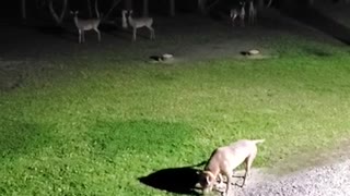 Axman ignoring the deer in the back yard