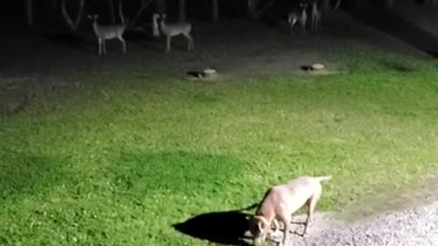 Axman ignoring the deer in the back yard