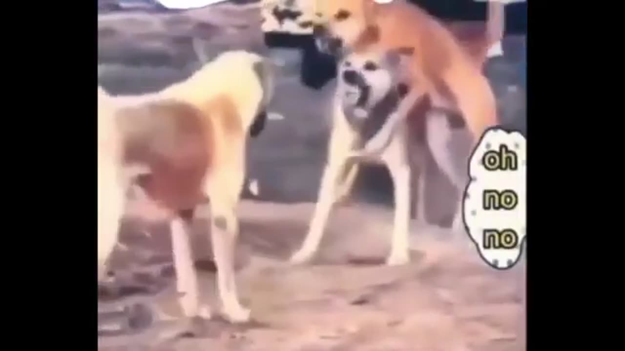 Must watch new comedy dog action