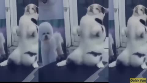 Funny Video Dancing Cats And Dogs