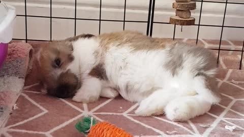 The cutest sleeping bunny ever!