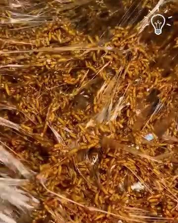 Making the traditional sweet potato rice candy