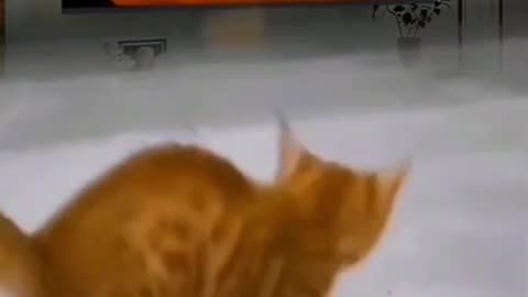 Cat funny video