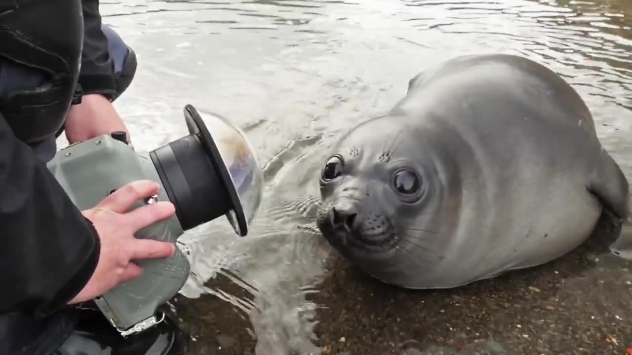Seal level creatures