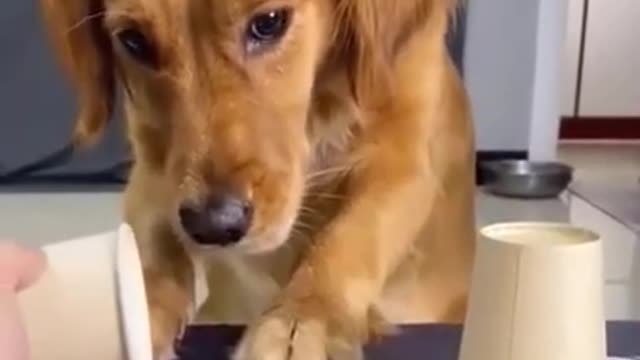 Cute And Funy Dog Confused Moment | Smart Puppy | Lovely Pet