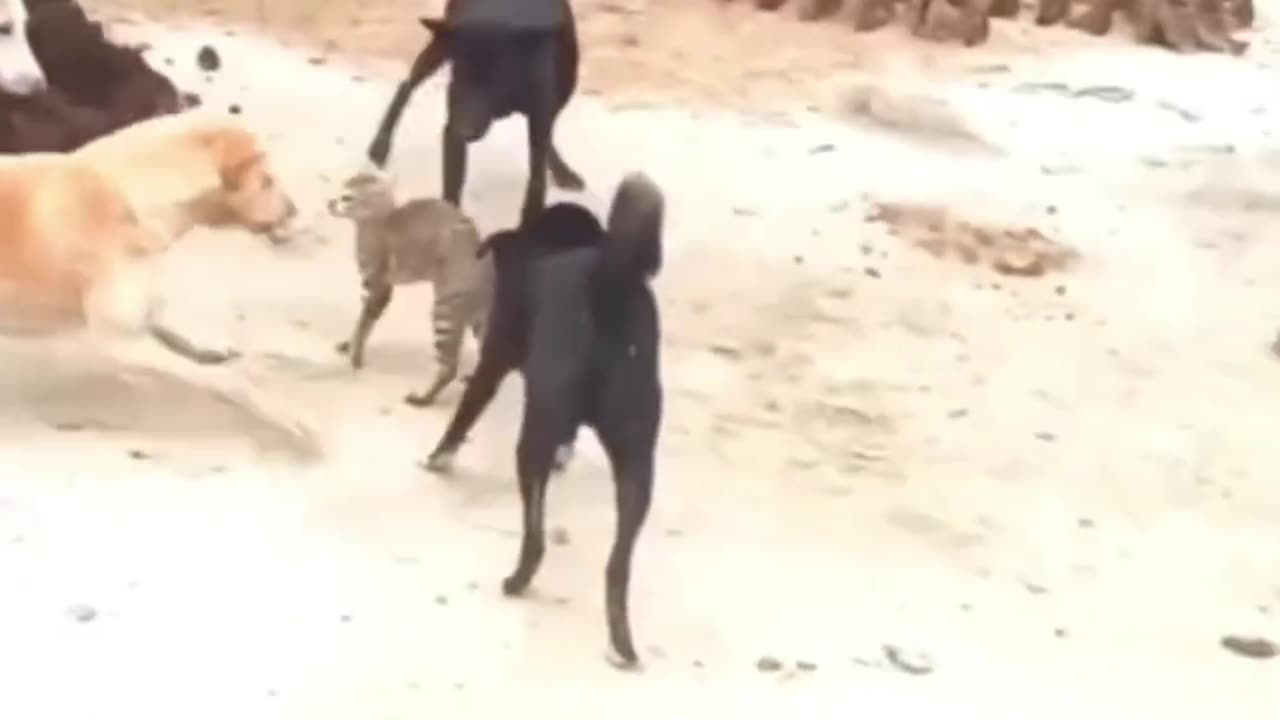 Dog🐕‍🦺vs cat🐈war😂