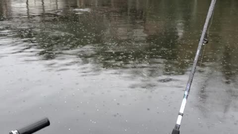 Dolphin playing in bayou