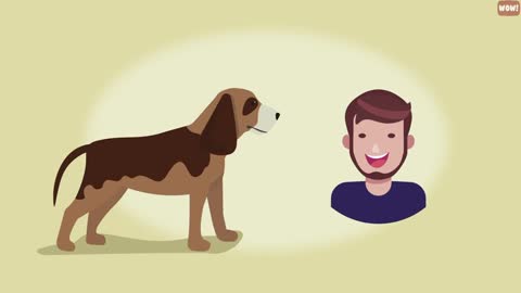 Interpret Dog Tail Wags: How to Understand Dog's Body Language