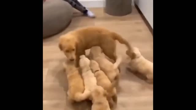 Funny Cats and Funny Dogs Video! It's Really Enjoyment! |