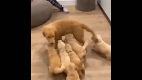 Funny Cats and Funny Dogs Video! It's Really Enjoyment! |