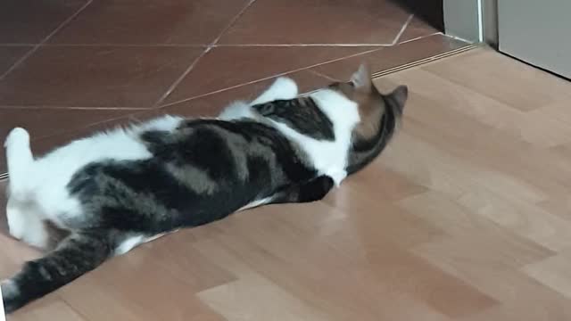 When the catnip hits you