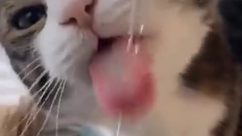 Look where the cat drinks water