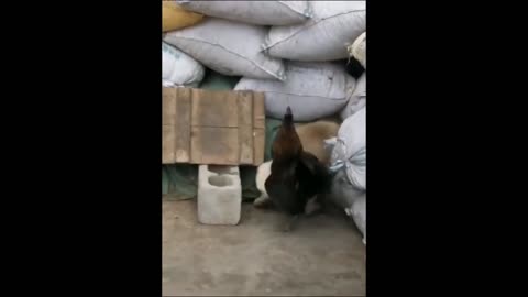 Hen vs dog fight