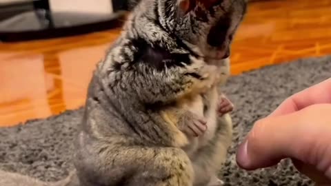 Smart animal