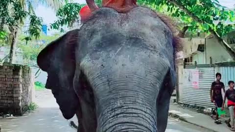 This Is A Big Elephant🙉🙉🙉🥺🐸