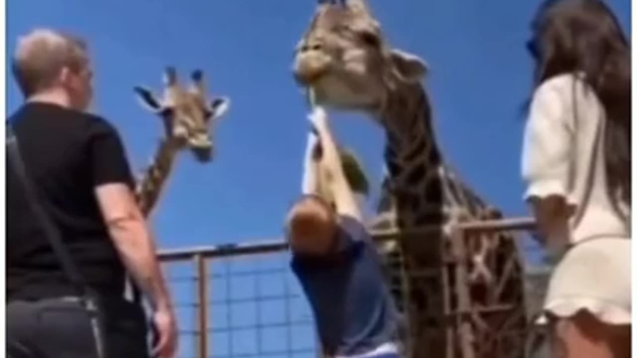 funny animals videos 😀