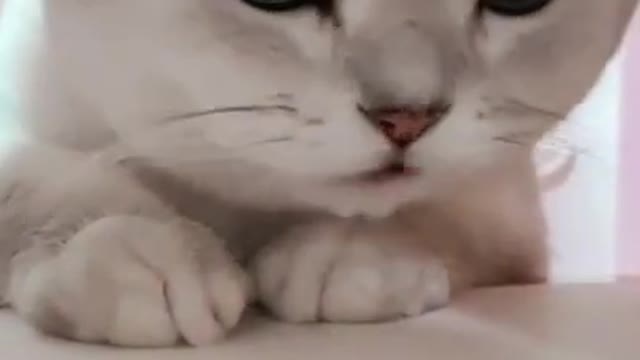 Kitty Kitty So Cool. Enjoy watching.