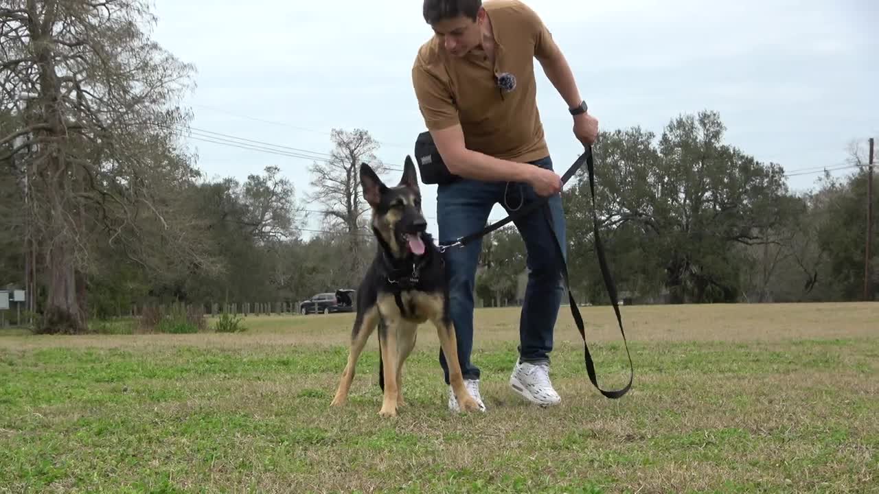 Having your reactive dog on a normal walk : Reality Dog Training !