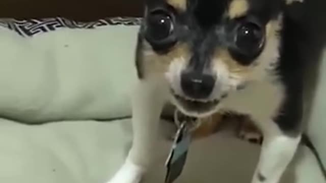 AWW SO FUNNY😂😂 Super Dogs And Cats Reaction Videos (Honest Audio) #7