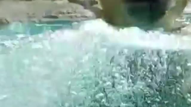 Cute Polar Bear is on the slim ice and swimming