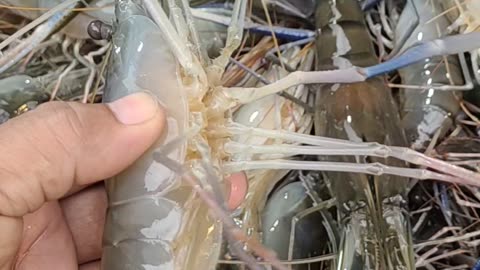 prawn Fish Live Video In Fish Market#shorts