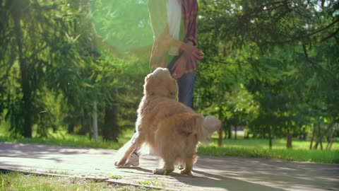 Cute dog playing with tennis ball