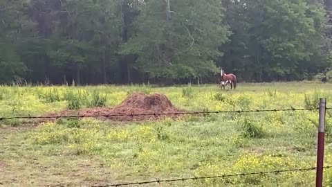 Unhandled mustang has her foal