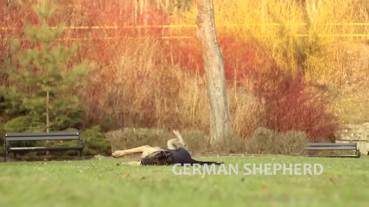 Extremely trained and discipline dog German shepherd dog