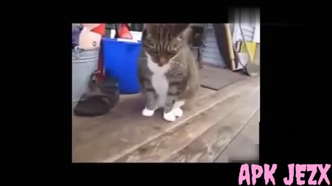 Funny dog & cat fight scene