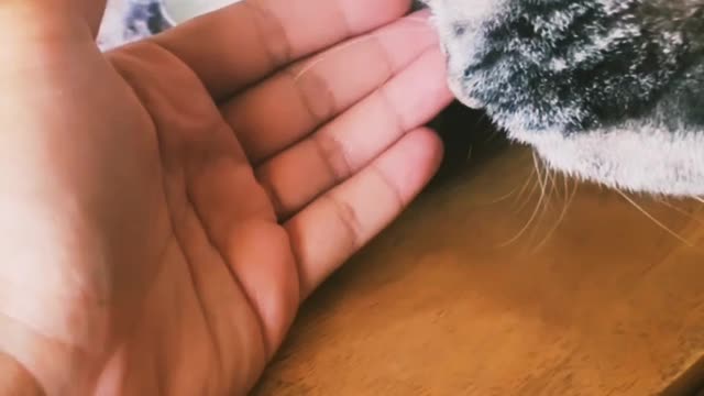 Cat video satisfying world best video in rumble