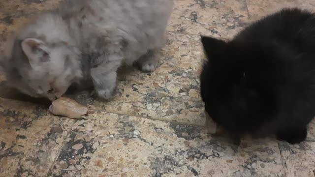 Carla Kitten Introduced To Fresh Chicken Legs Meal With Jhoney