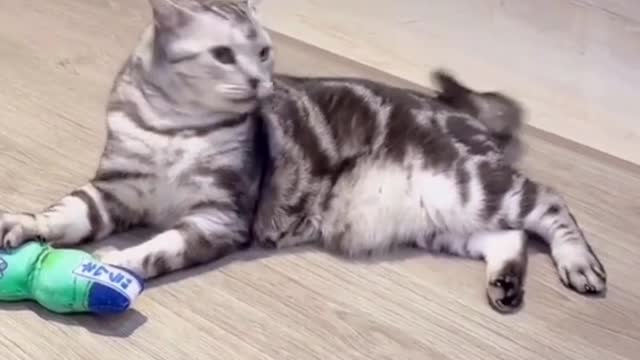 Cats like to play with pleasure