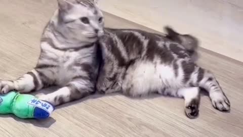 Cats like to play with pleasure