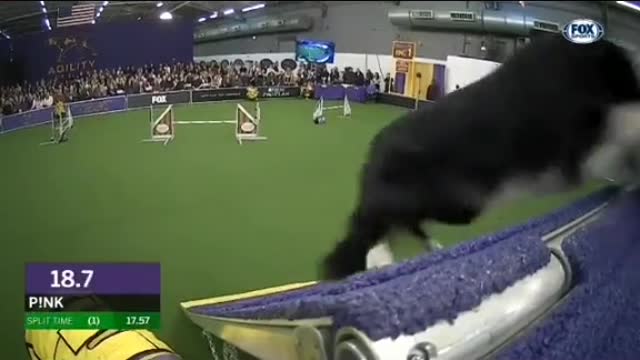 Dogs