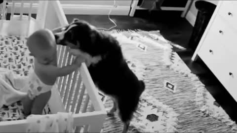 The camera recorded what this dog does at night with the baby!