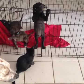 Cachorra hace un épico escape de la jaula