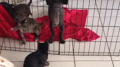 Cachorra hace un épico escape de la jaula