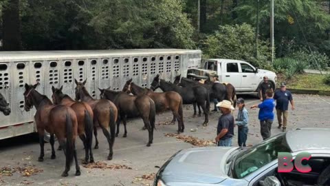 Mules helping bring supplies to residents in North Carolina in wake of Hurricane Helene