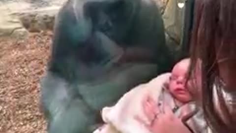 Mother shares a unique maternal bond with gorilla 😭❤️