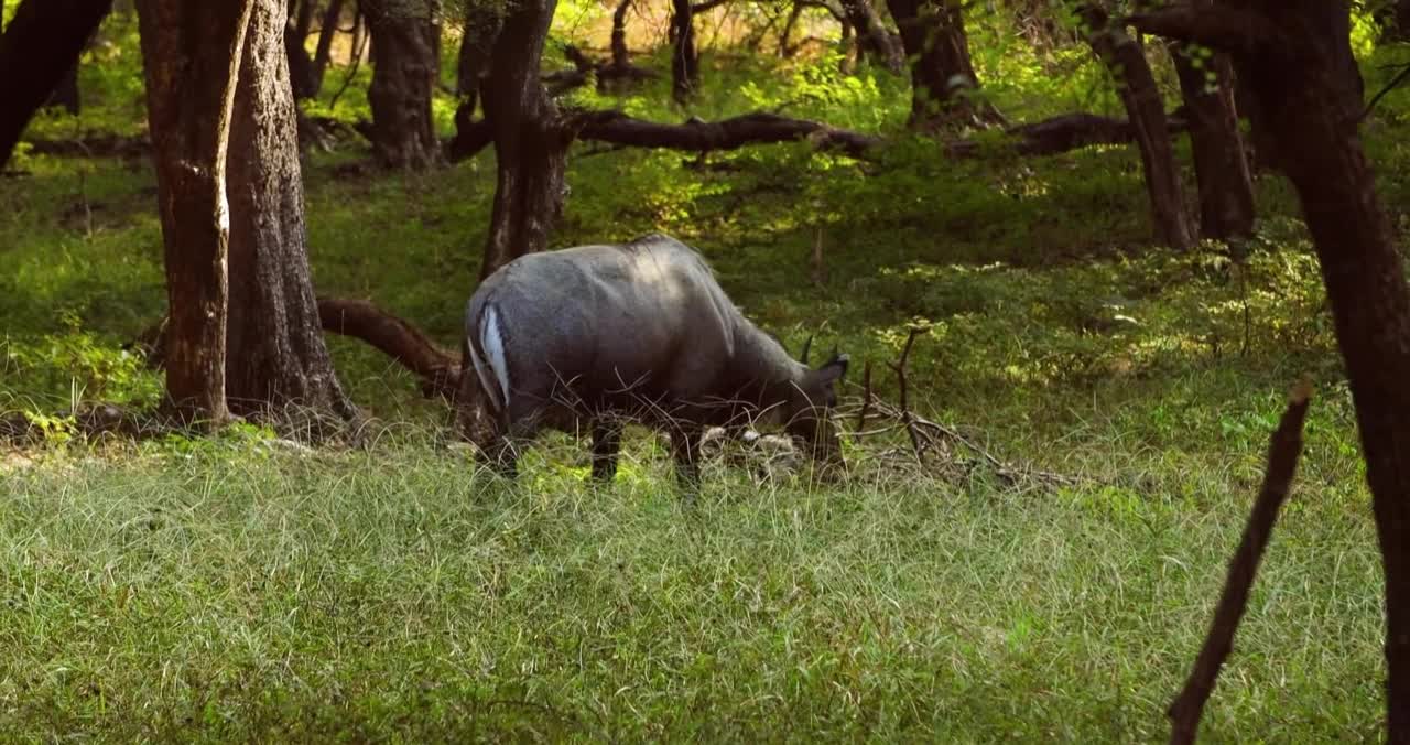 Animals Of The World.pWpjWL