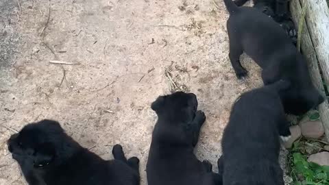 Six cute little puppies I met on my trip