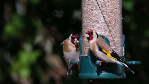 A pair of goldfinch