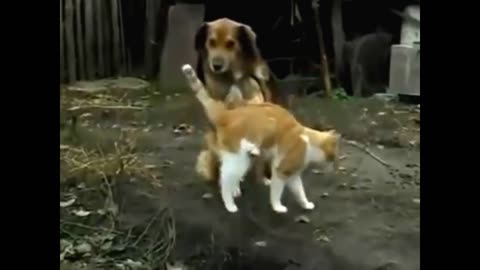 Cat + dog = LOVE