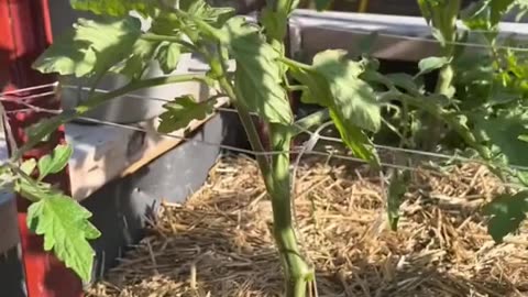Follow us for Gardening Tips & Ideas